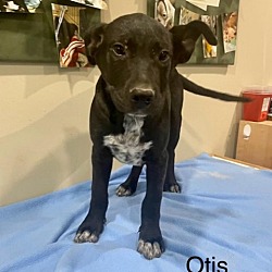 Photo of Otis