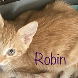 Photo of ROBIN