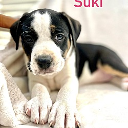 Thumbnail photo of SUKI #2