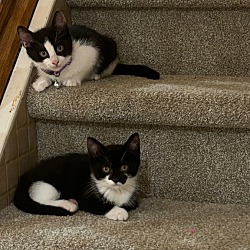 Thumbnail photo of Tuxedo kittens #3
