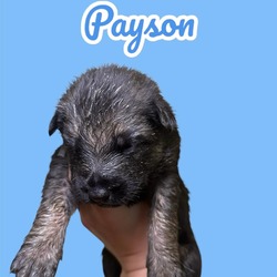 Photo of Payson - foster-to-adopt pending