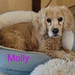 Thumbnail photo of Molly #1