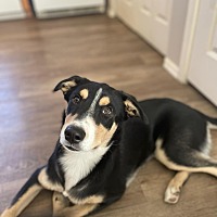 adopt a pet