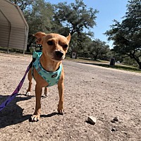adopt-pet