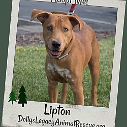 Thumbnail photo of LIPTON #1