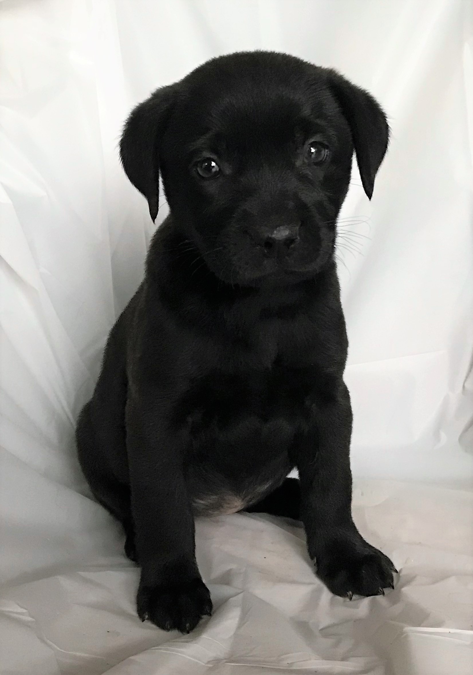 Mooresville Nc Labrador Retriever Meet Sophie A Pet For Adoption