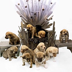 Thumbnail photo of Game of Thrones Litter #1
