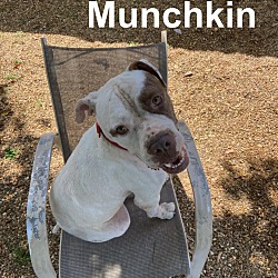 Photo of Munchkin