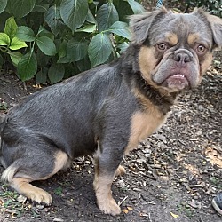 Thumbnail photo of Tuff Question FLUFFY FRENCHIE - HOUSE TRAINED #4