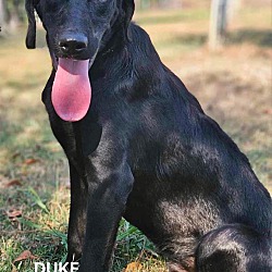 Thumbnail photo of DUKE (located on Long Island) #4