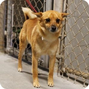 Athens Ga Finnish Spitz Meet Swiper A Pet For Adoption