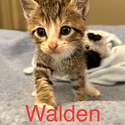 Photo of Walden