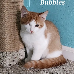 Thumbnail photo of One-eyed Jack aka Bubbles #2