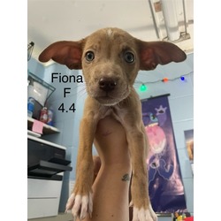 Thumbnail photo of Fiona #2