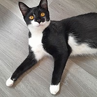 adopt a pet
