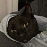 adopt-pet