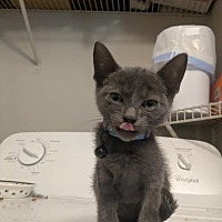 adopt a pet
