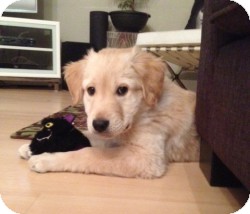 Okotoks Ab Golden Retriever Meet Chevey A Pet For Adoption