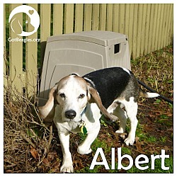 Thumbnail photo of Albert #1