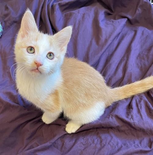 Plymouth Mn Domestic Shorthair Meet Cookie A Pet For Adoption