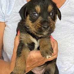Thumbnail photo of Terrier mix puppies (female) #2