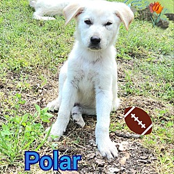 Thumbnail photo of Polar #3