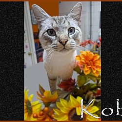 Thumbnail photo of Kobi #3