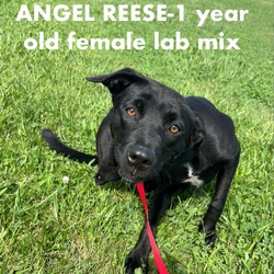 Thumbnail photo of Angel Reese #2