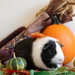 Thumbnail photo of Bubbles w/ Buttercup & Blossom - We're in foster! #1