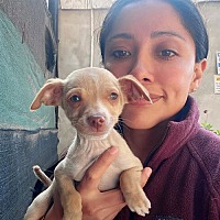 adopt a pet