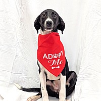 adopt a pet