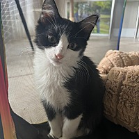 adopt a pet