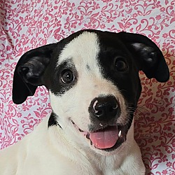 Hickory *foster needed*