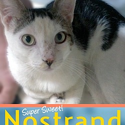 Thumbnail photo of Nostrand #1