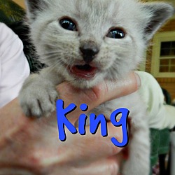 Thumbnail photo of King #2