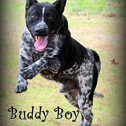 Thumbnail photo of Buddy Boy~new pics~ meet me! #1