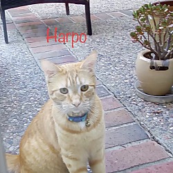 Photo of Harpo