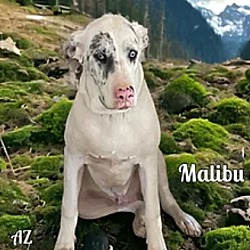 Photo of Malibu