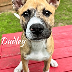 Thumbnail photo of Dudley #4
