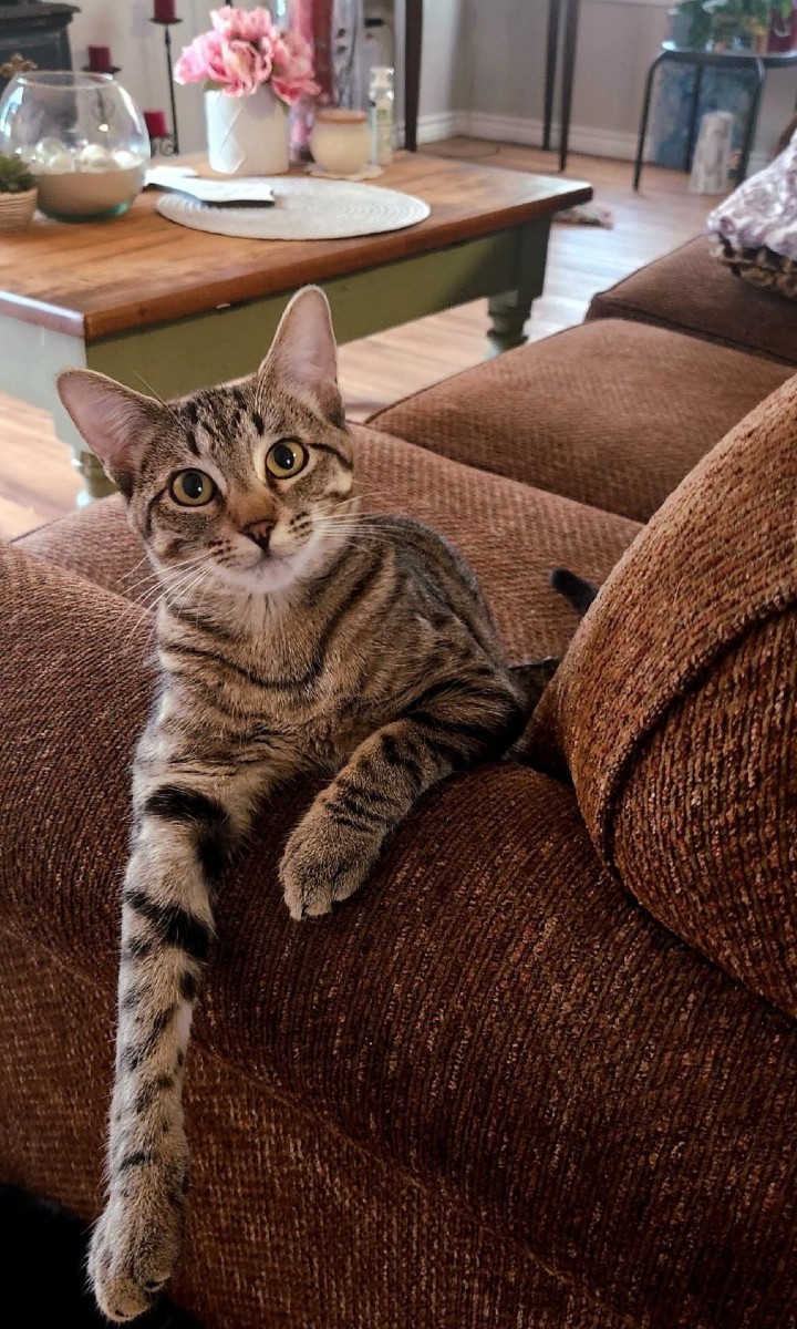 Adopt Mitzi A Tan Or Fawn Tabby Tabby / Mixed (short Coat) Cat In ...