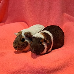 Thumbnail photo of Sugar and Cinnamon #1