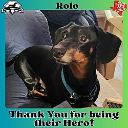 Thumbnail photo of Rolo #1