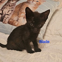 Thumbnail photo of Blade 6.24.24 #1