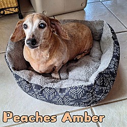 Thumbnail photo of Peaches Amber #2