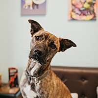adopt a pet