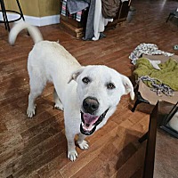 adopt a pet