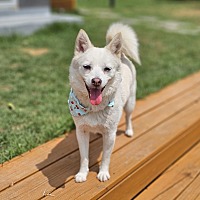 adopt a pet