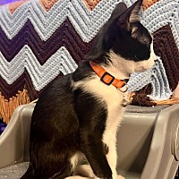 adopt-pet