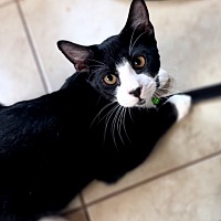 adopt a pet