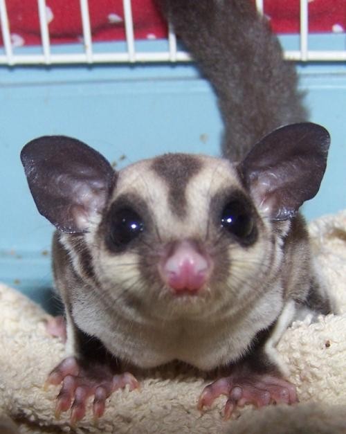 sugar glider adoption